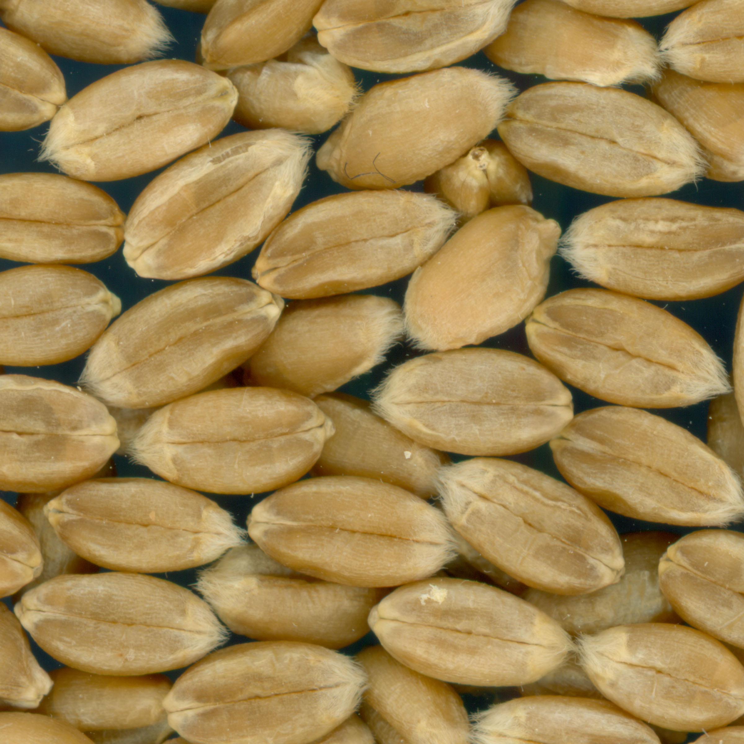 KERNELS